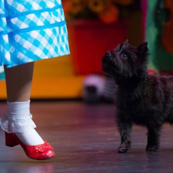Dorothy’s red slippers